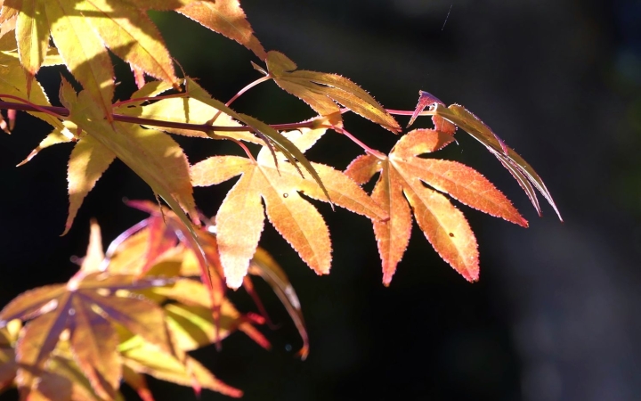 Hideg reggelek, napos napok egész héten át