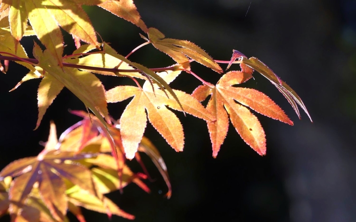 Hideg reggelek, napos napok egész héten át