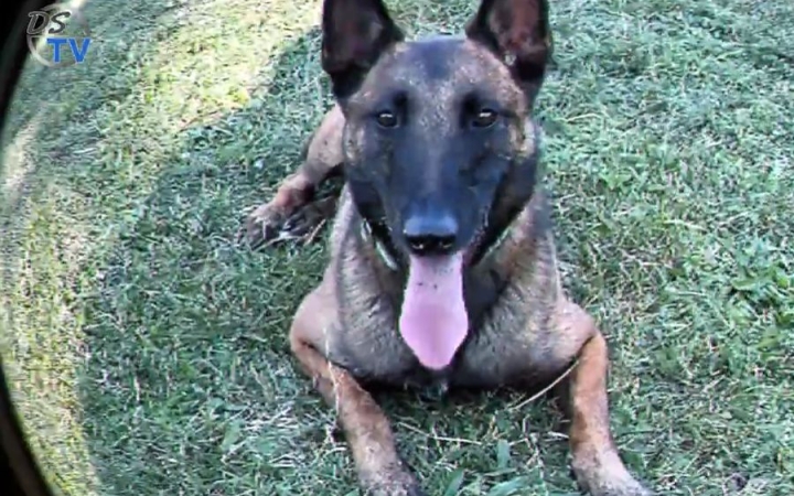 DSTV: ünnepelt a LEAF közössége