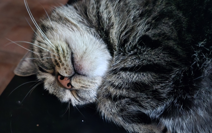 Alapítványi összefogás a vasmű macskáiért