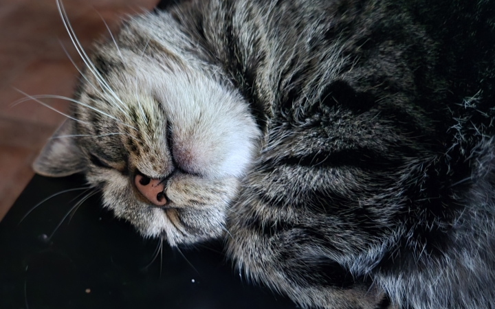 Alapítványi összefogás a vasmű macskáiért