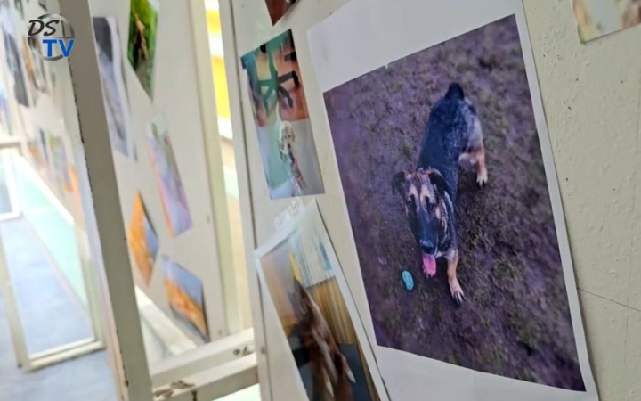 DSTV: állatvédelmi témahét az Aranyban