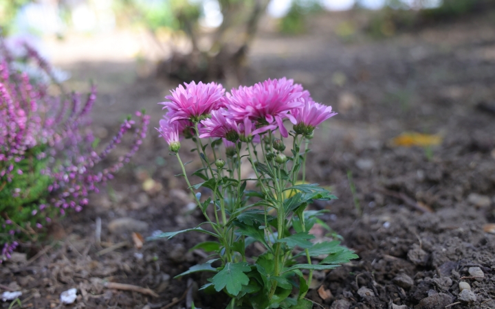 Itt az újabb példa a gondos kertszépítésre
