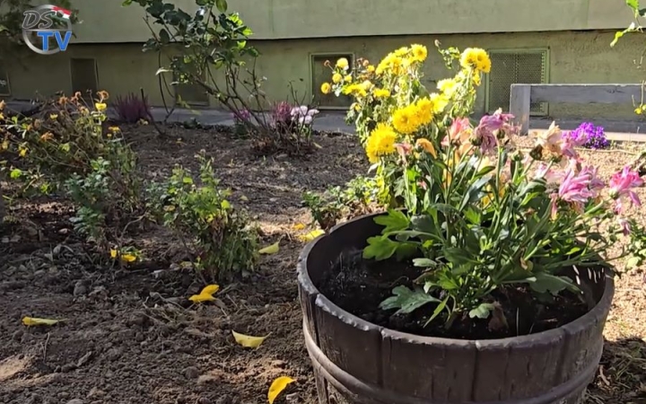 DSTV: élő példa a szépséges kiskertre