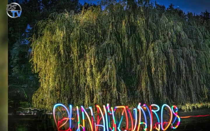 DSTV: a város fái – nyári fotókon