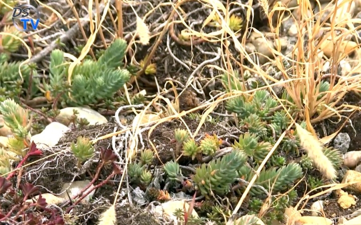 DSTV: zöldítő fejlesztések