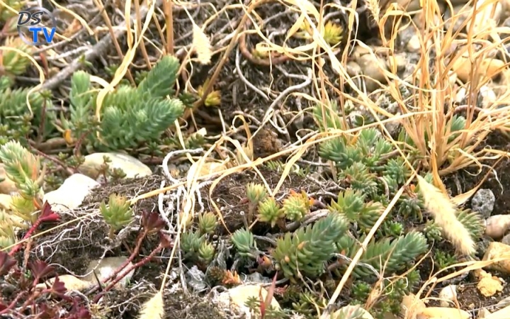 DSTV: zöldítő fejlesztések