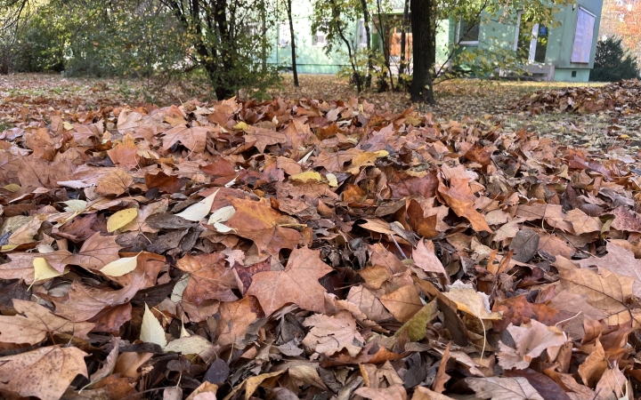 Lombhelyzet van, gyűjtik és elszállítják 