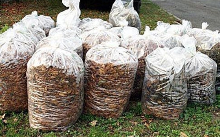 A zöldhulladék illegális lerakása is bűntetendő