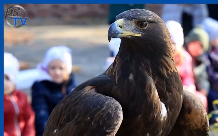 DSTV: látványos madárbemutató az Aprók Házában (galériával)
