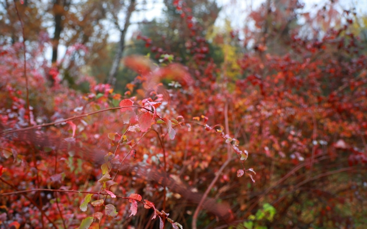 Arborétumi munkák a zöldellő élővilágért