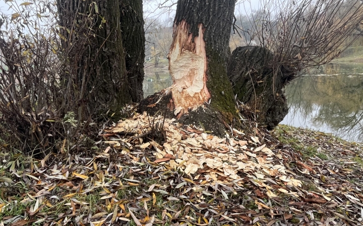 Van megoldás a hódok okozta károk ellen  