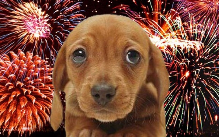 Figyeljünk házi kedvenceinkre a tüzijáték ideje alatt