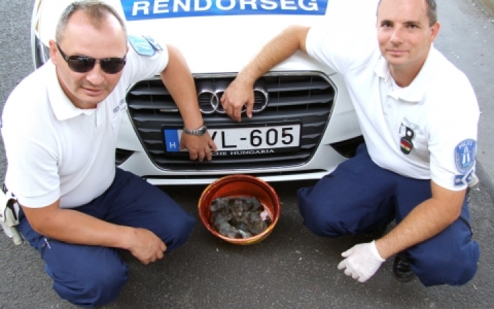 Állatkínzás - kutyák egy vödörben az autópálya szélén