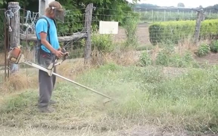 Parlagfű - az allergiások októberben talán fellélegezhetnek