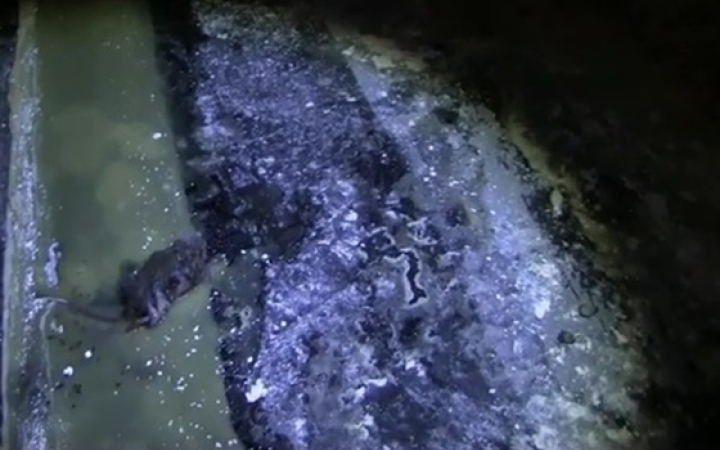 Döglődő egér a szaloncukor-masszában - Videó!