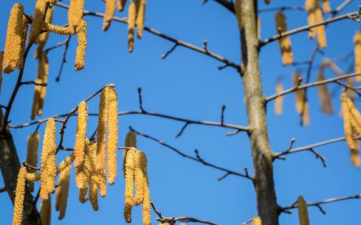 Rossz hír az allergiásoknak!