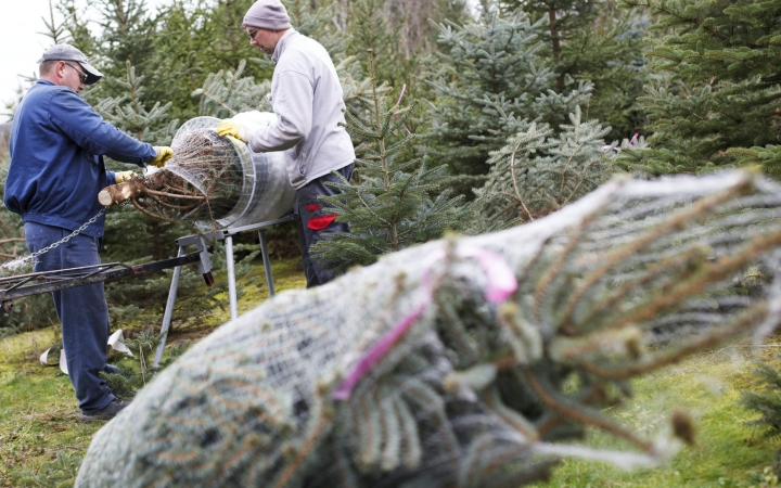 Mennyiért vehetünk fenyőfát idén?
