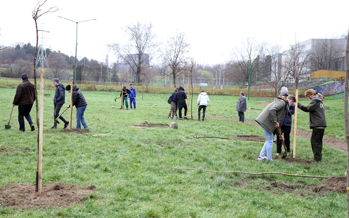 Huszonegy őshonos fa - Juharok a ligetbe