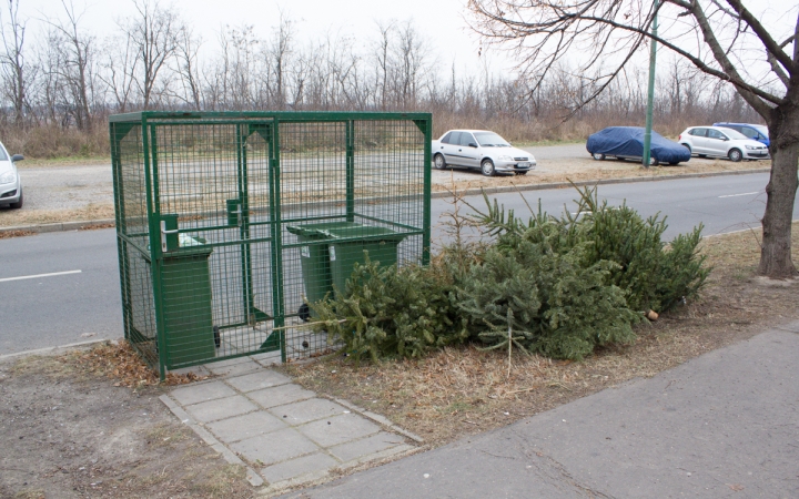 Ekkor viszik el a kirakott fenyőfákat