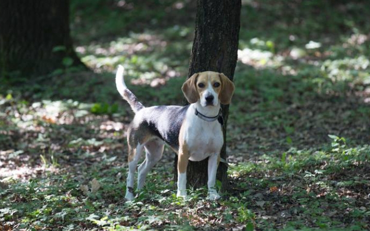 Kutya egy ügy - Mérgezik a négylábúakat a városban