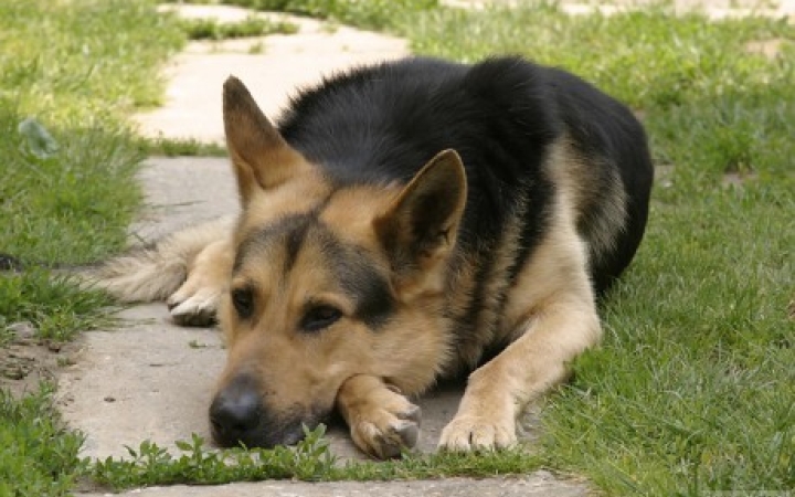 Az ország legszeretetreméltóbb pályaműve