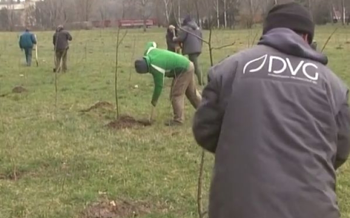 Csúsznak az erdőtelepítési munkálatok