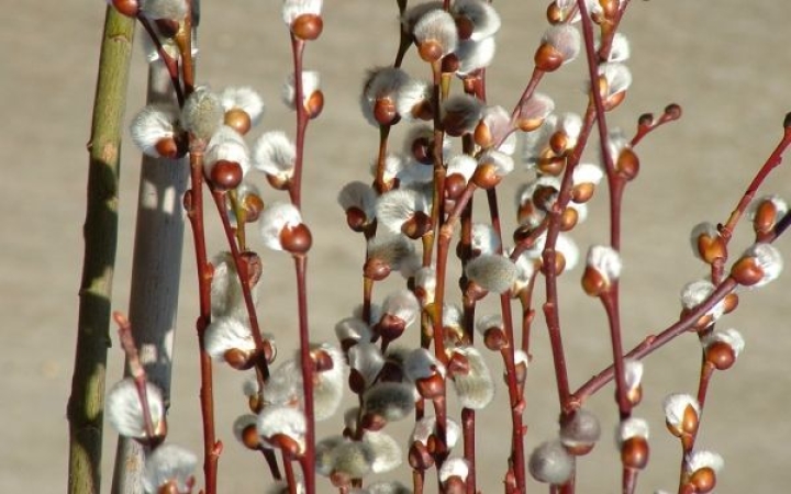 A Nap a Kos jegyébe lépett