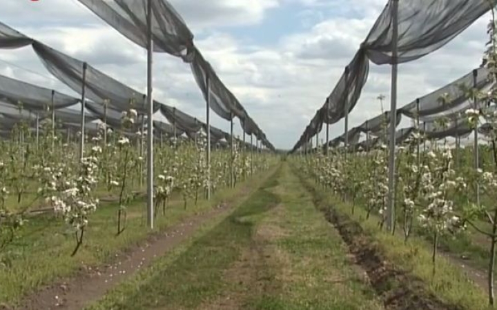 Bajban a magyar alma?