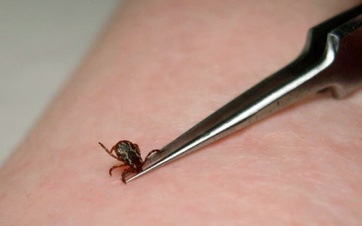 Túl korán jelentek meg a kullancsok