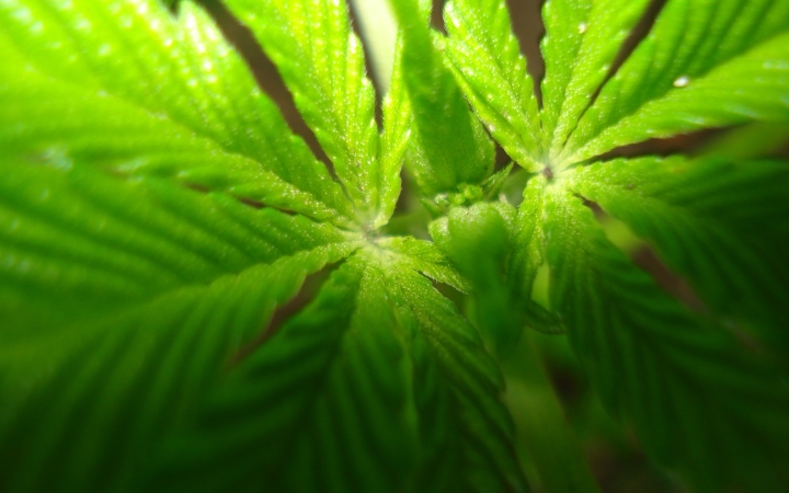 Fűvel buktak le a fiatalok