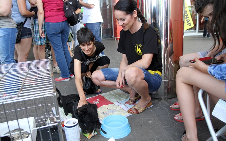 Örökbefogadó napot tartott a StreetDog