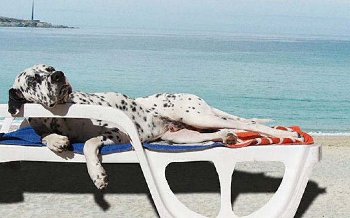 Nem csak az emberekre veszélyes a hőség