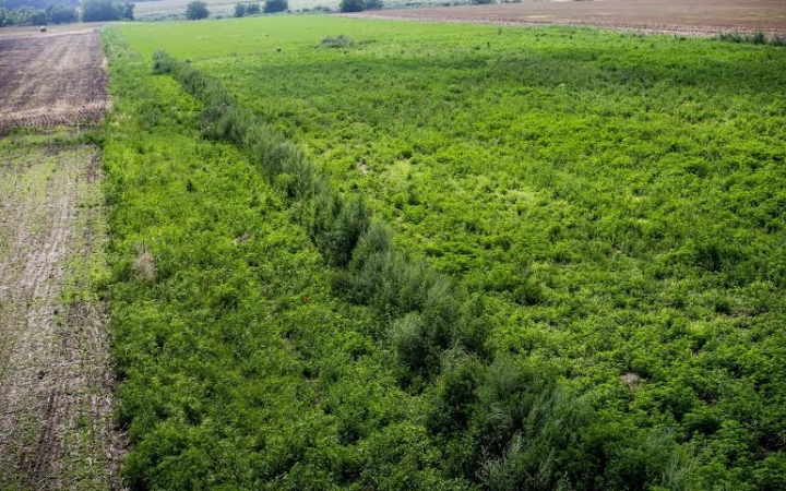 Parlagfű - Jóval kevesebb a fertőzött terület