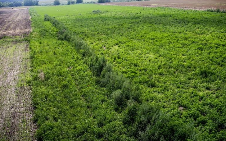 Parlagfű - Jóval kevesebb a fertőzött terület