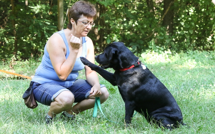 Nyárzáró nyílt nap a kutyasuliban