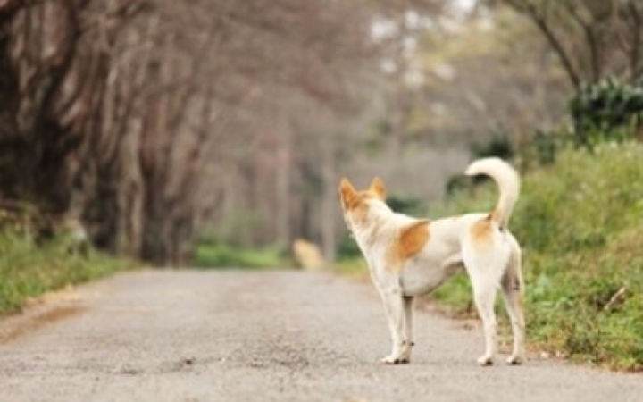 Kevesebb elkóborolt kutya