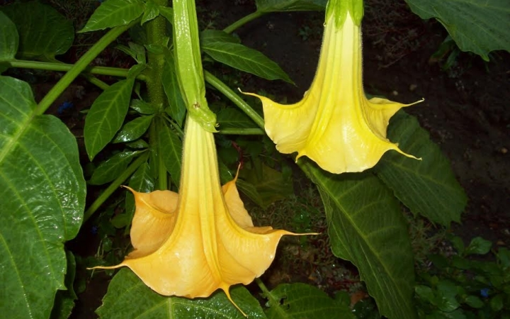 Egy angyaltrombita végzete