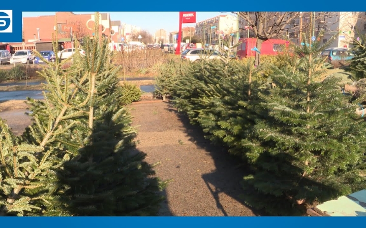 Embedded thumbnail for DSTV: fenyővásárlás a városban