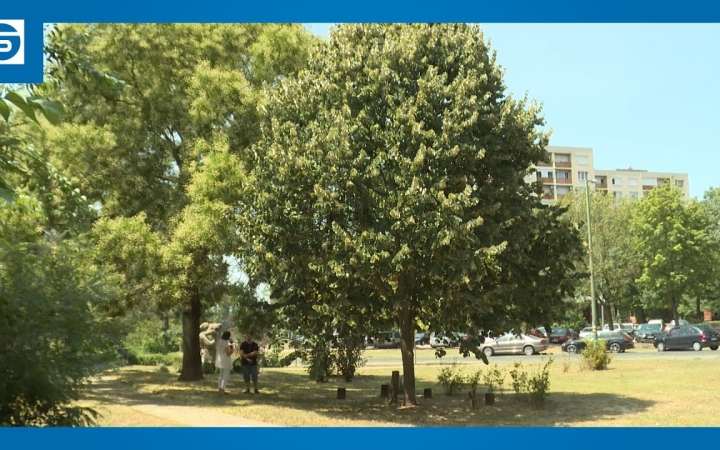 Embedded thumbnail for Versenyben a Cimbora fa, rangos elismeréshez segíthetjük hozzá a szavazatunkkal