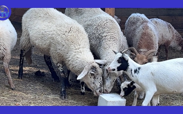 Embedded thumbnail for DSTV: állati betevő az arborétumban