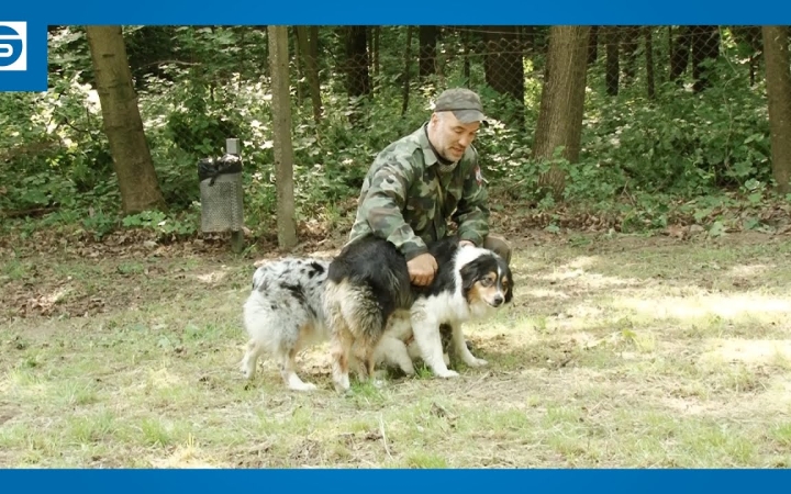 Embedded thumbnail for DSTV: kutyás korlátozások