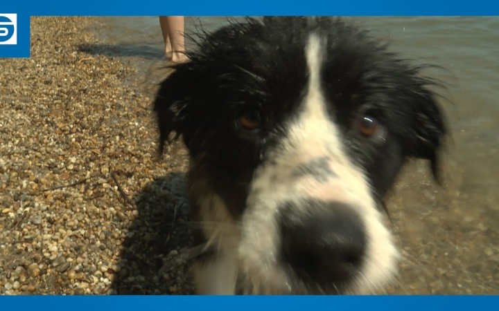 Embedded thumbnail for DSTV: közösségi kutyás úszás