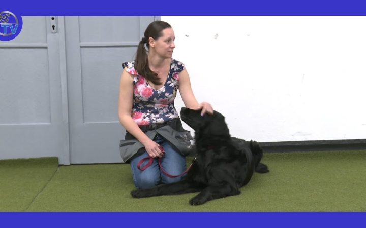 Embedded thumbnail for DSTV: Áfonya is vizsgát tett