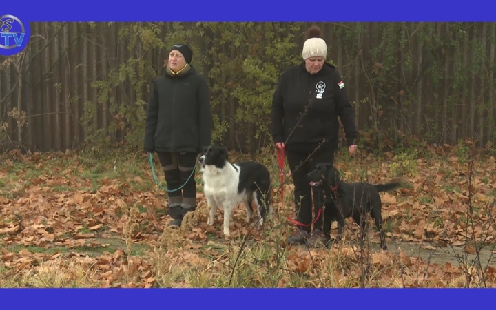 Embedded thumbnail for DSTV: nemzetközi vizsga Dunaújvárosban