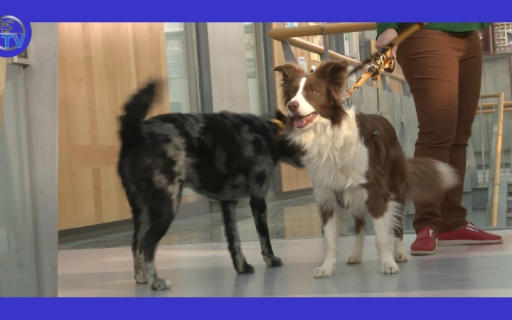 Embedded thumbnail for Széleskörű segítség négylábúakkal