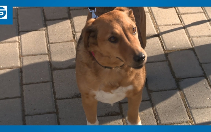 Embedded thumbnail for Zárt kutyafuttató épült a Weiner Tibor körút sarkán