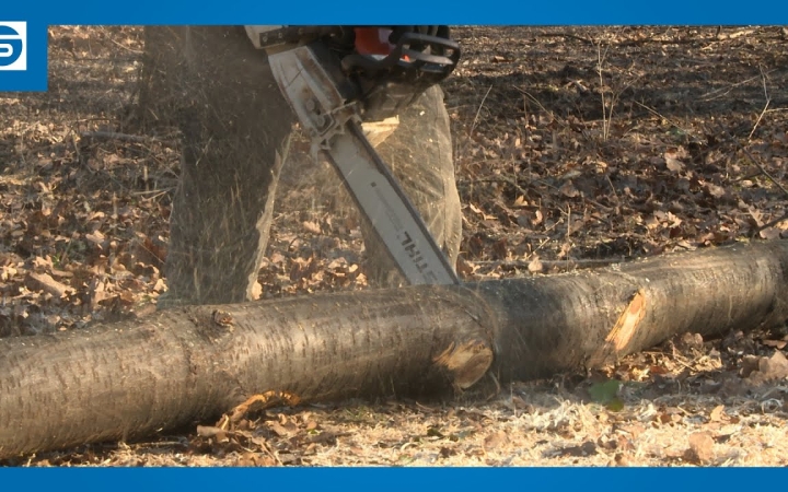 Embedded thumbnail for DSTV: folytatódik az erdők rendbetétele