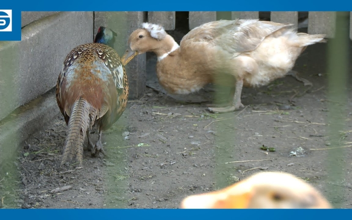 Embedded thumbnail for DSTV: új lakók az arborétumi állatbemutatóban