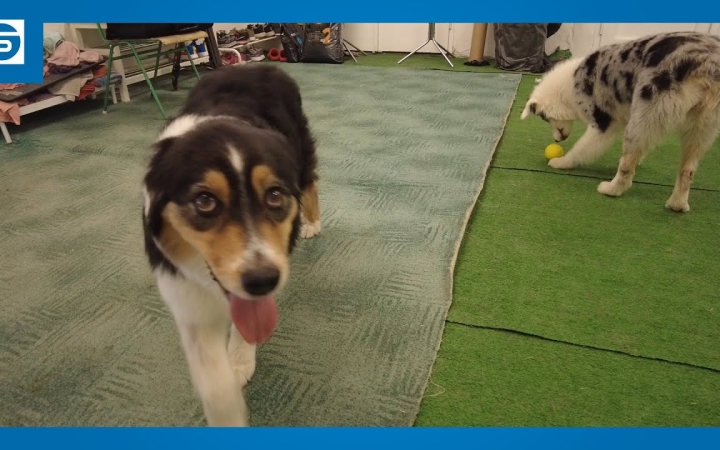 Embedded thumbnail for DSTV: kedvencek a kánikulában